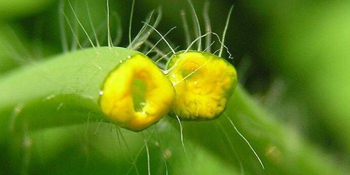 celandinová bylinková šťáva z papilomů